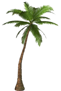 Palm Tree Transparent PNG Image