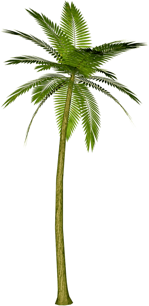 Palm Tree Transparent PNG Image