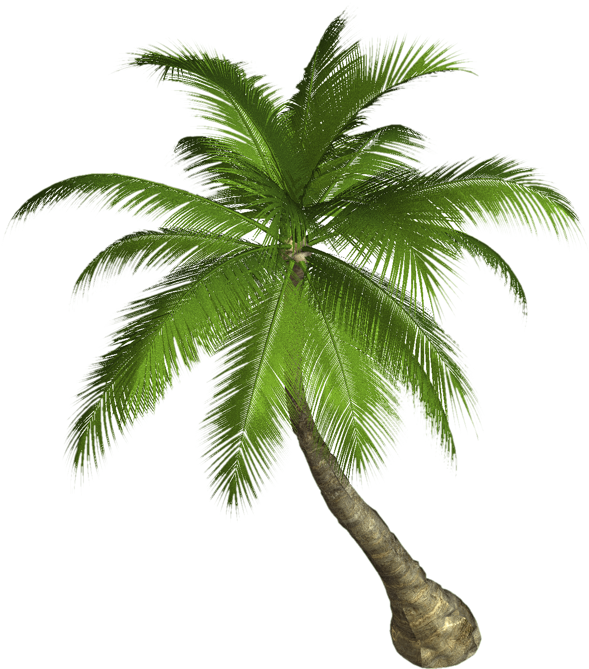 Palm Tree Transparent PNG Image
