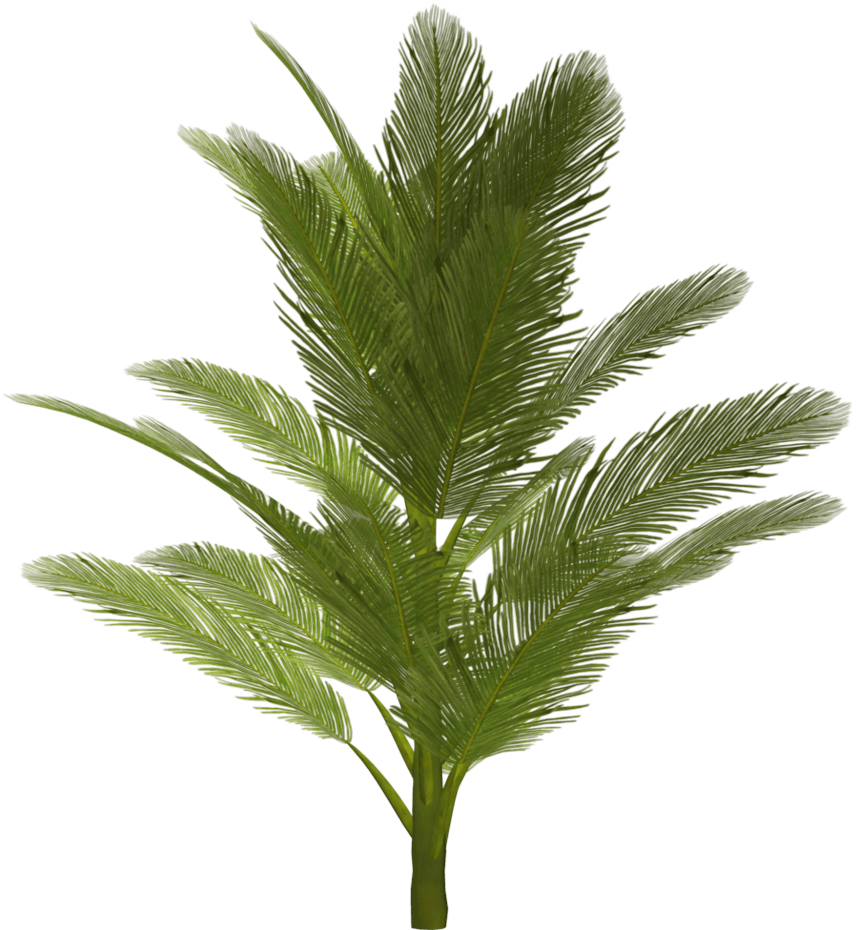 Palm Tree Transparent PNG Image