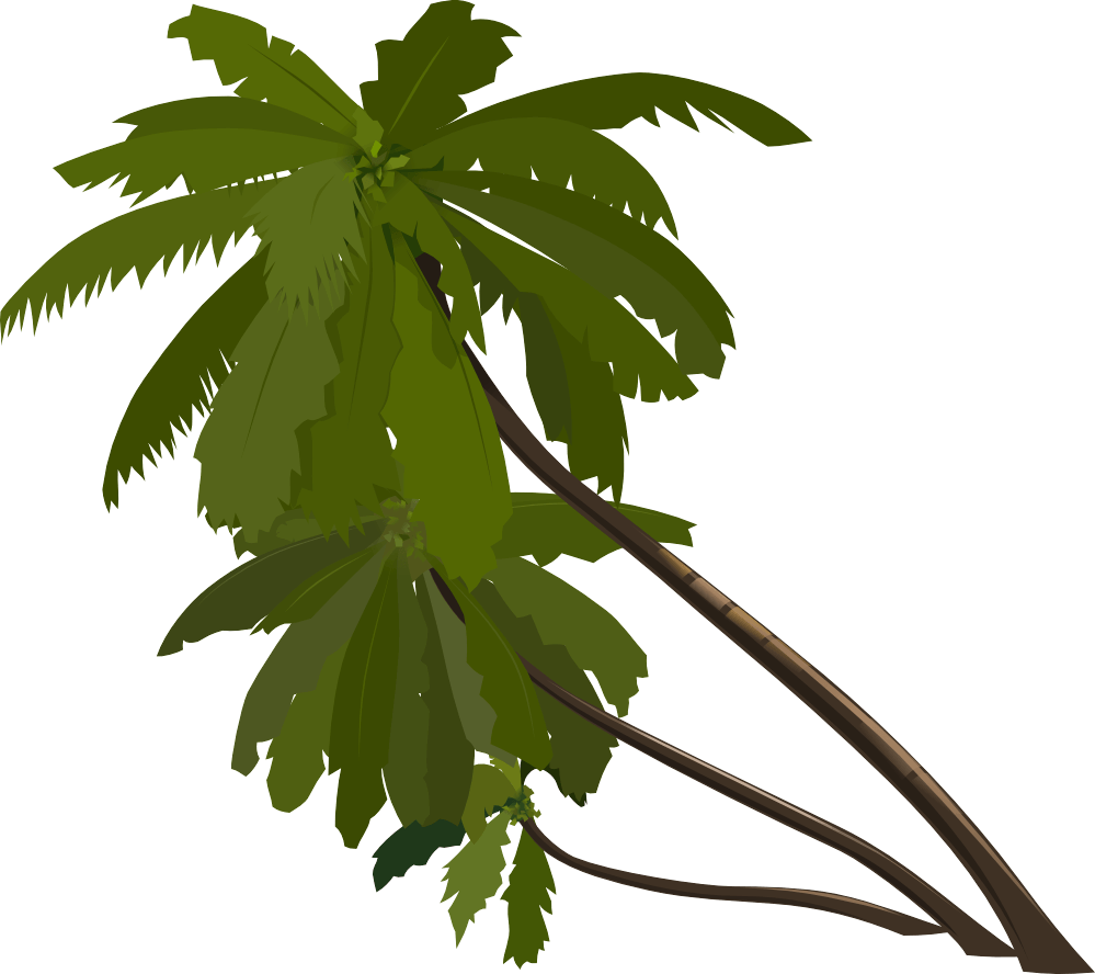 Palm Tree Transparent PNG Image