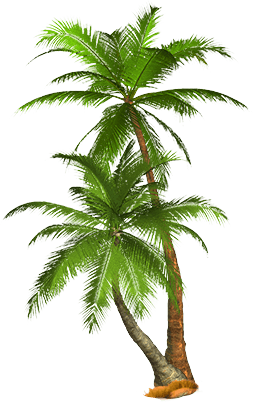 Tropical Palm Tree Transparent PNG Image