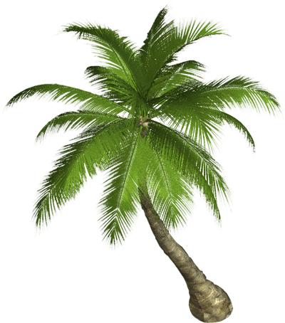 Palm Tree Transparent PNG Image