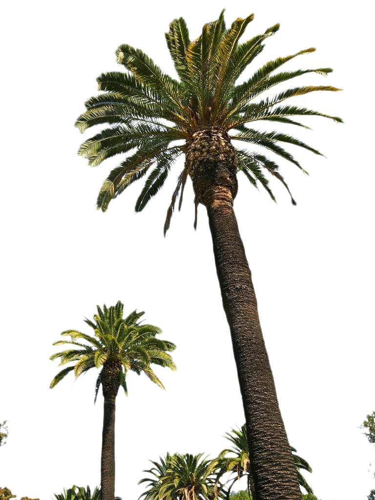 Palm Tree Transparent PNG Image