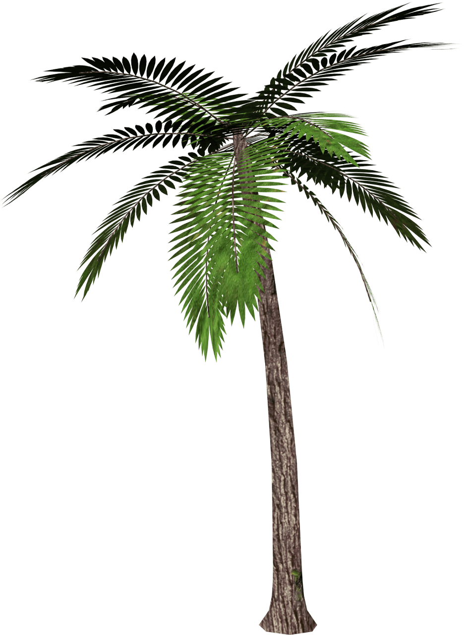 Palm Tree Transparent PNG Image