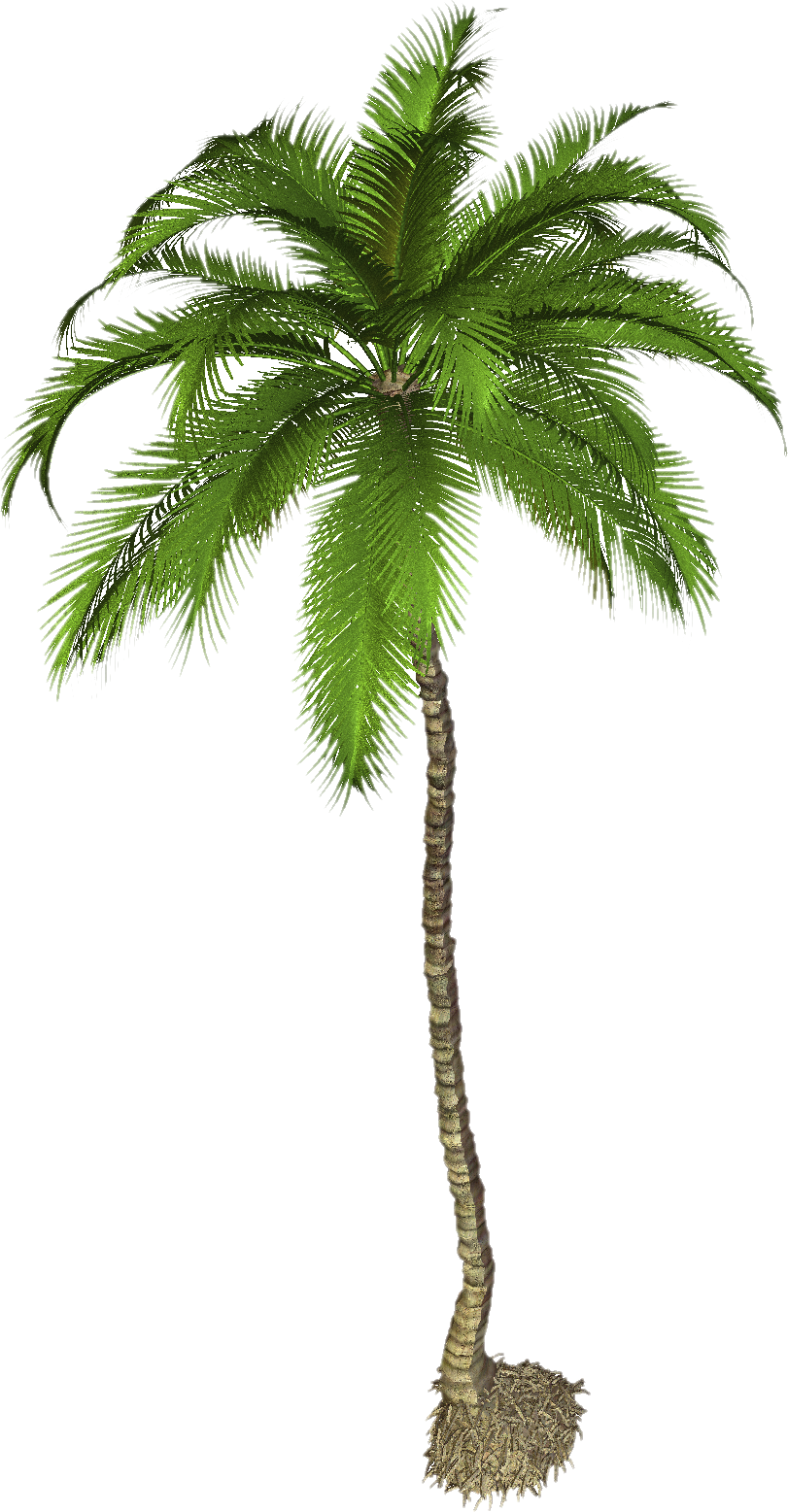 Palm Tree Transparent PNG Image