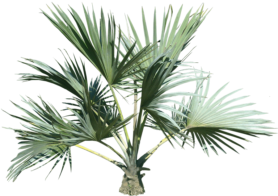 Palm Tree Transparent PNG Image