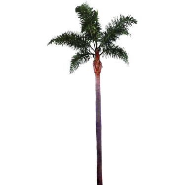 Palm Tree File Transparent PNG Image