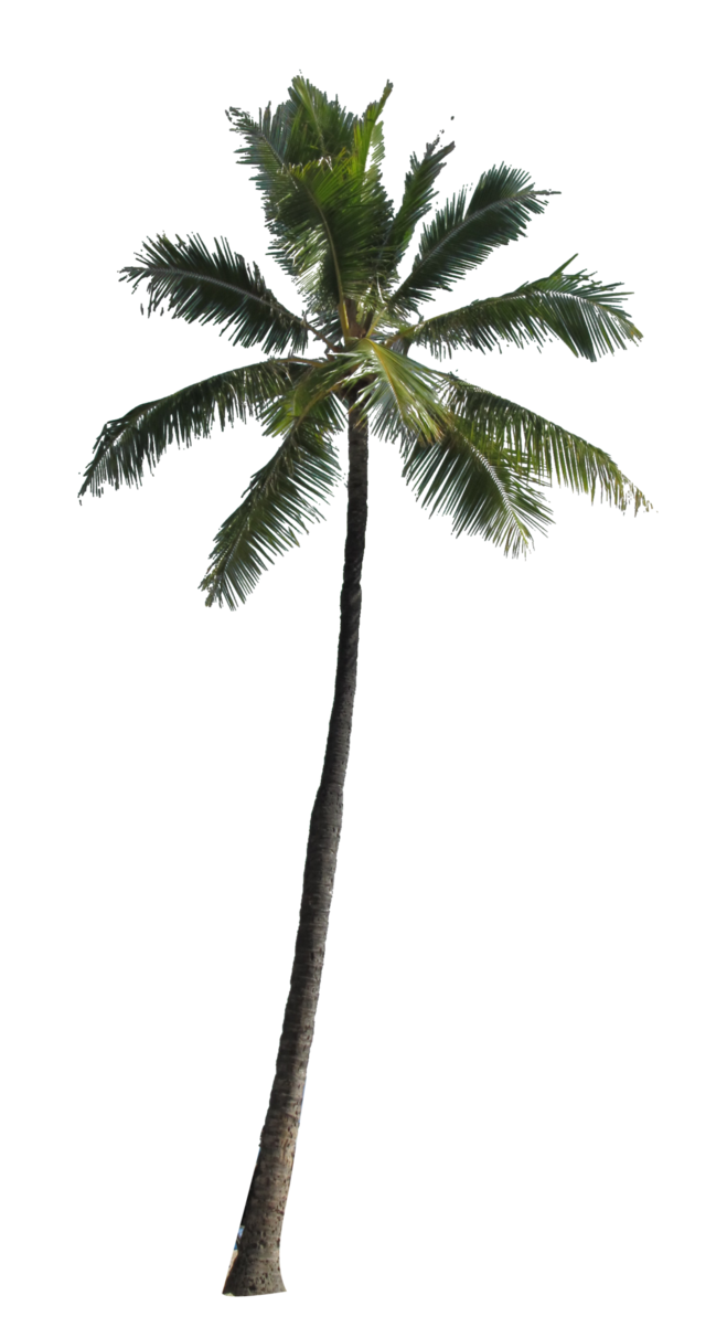 Palm Tree Transparent PNG Image