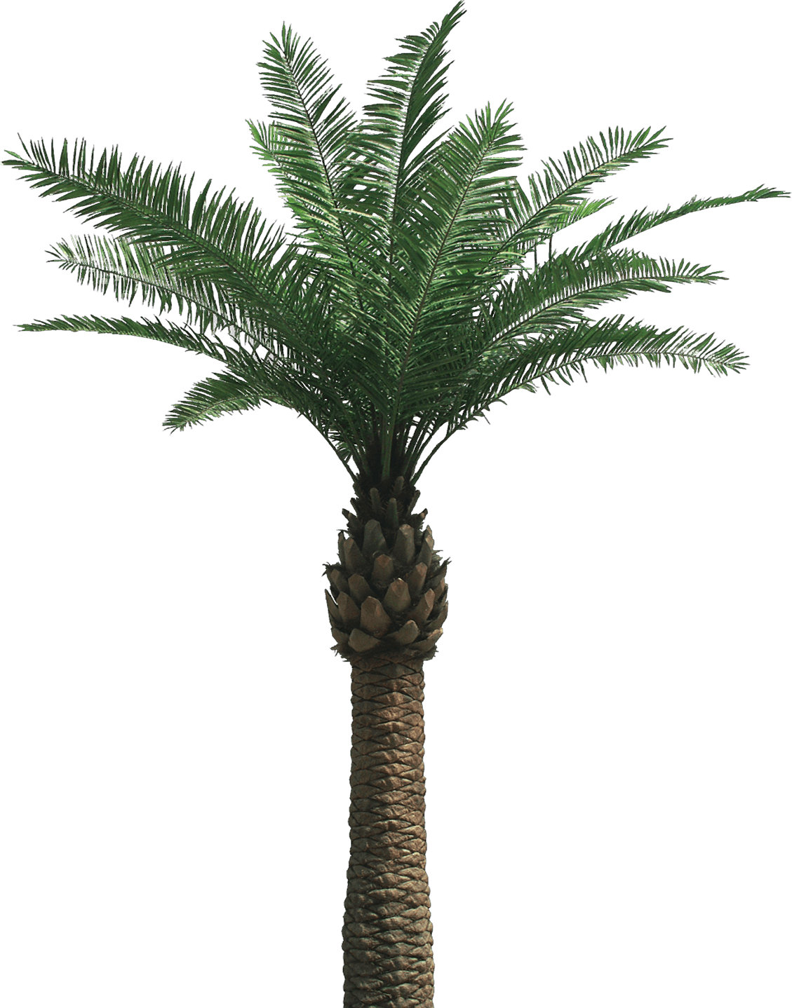 Palm Tree Transparent PNG Image