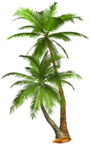 Palm Tree Transparent PNG Image