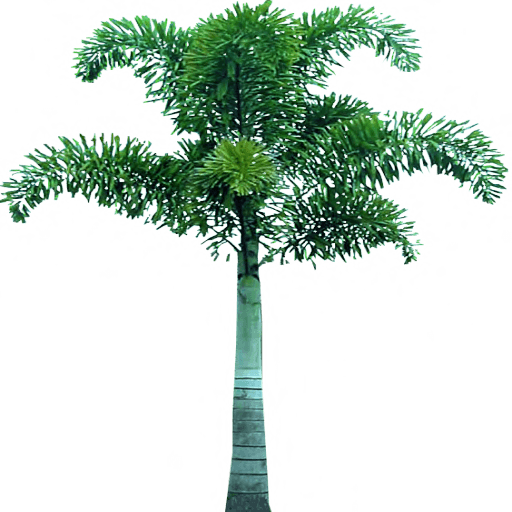 Palm Tree Transparent PNG Image