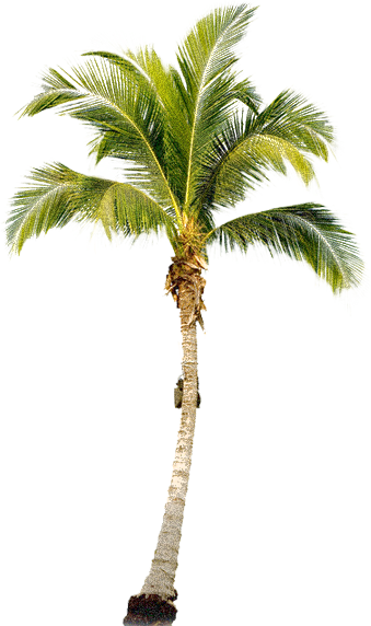 Palm Tree Transparent PNG Image