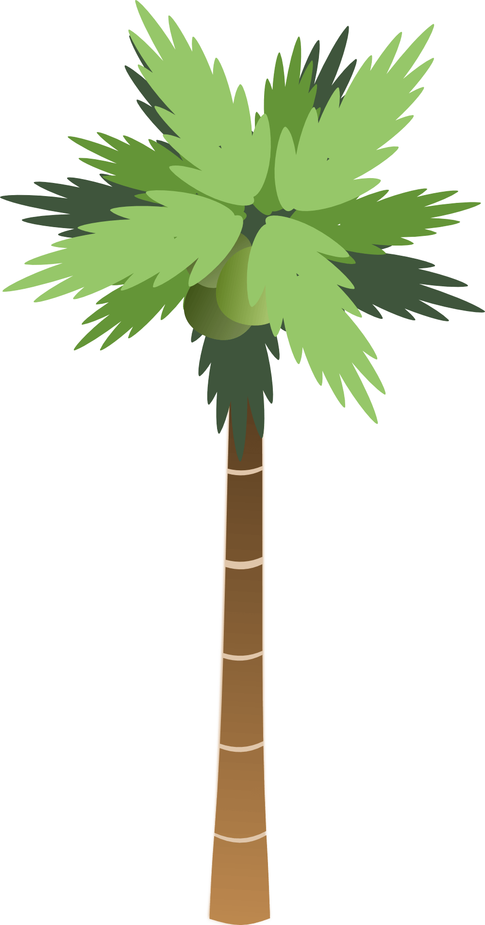 Palm Tree Transparent PNG Image