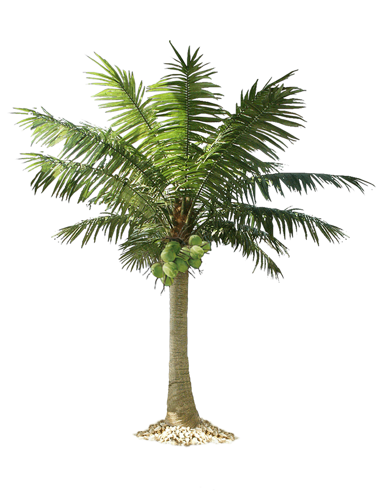 Palm Tree Transparent PNG Image