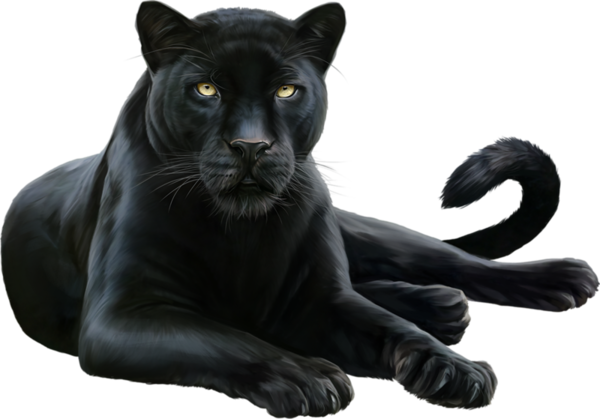 Leopard Felidae Black Cougar Panther Transparent PNG Image