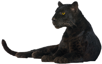 Panther Transparent PNG Image