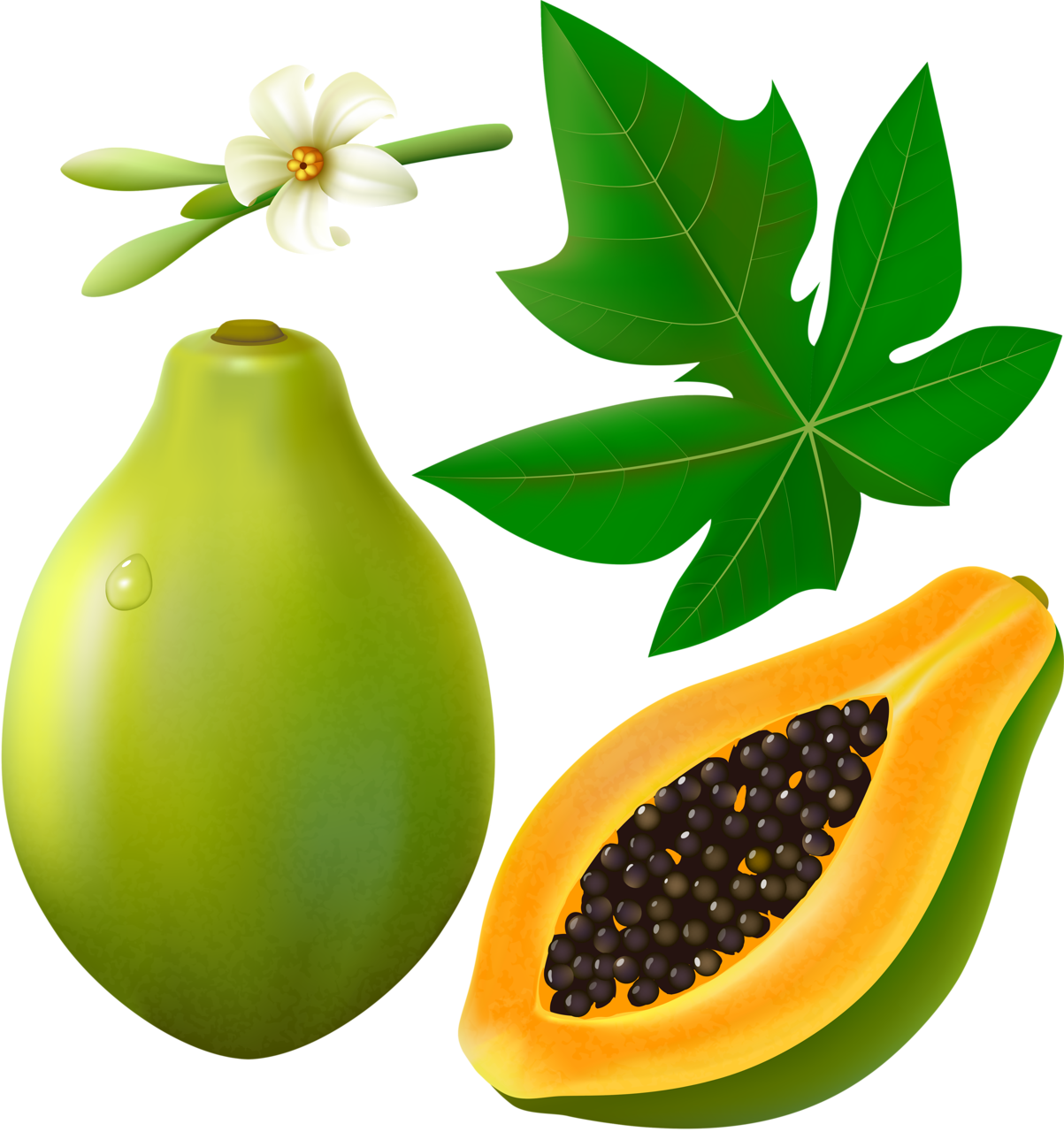 Papaya Green Transparent PNG Image