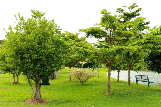 Park Transparent PNG Image