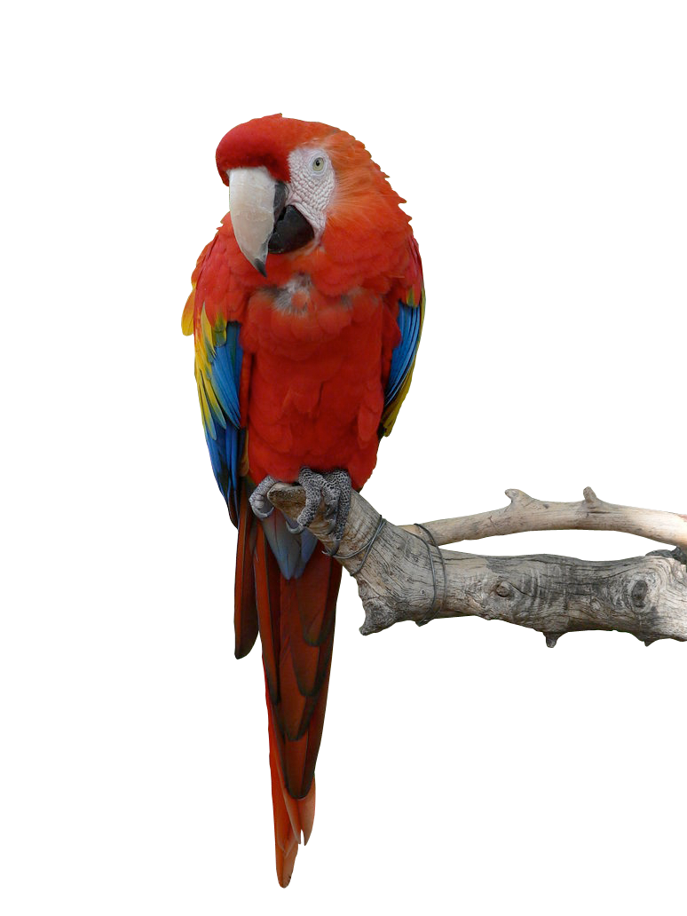 Parrot Transparent PNG Image