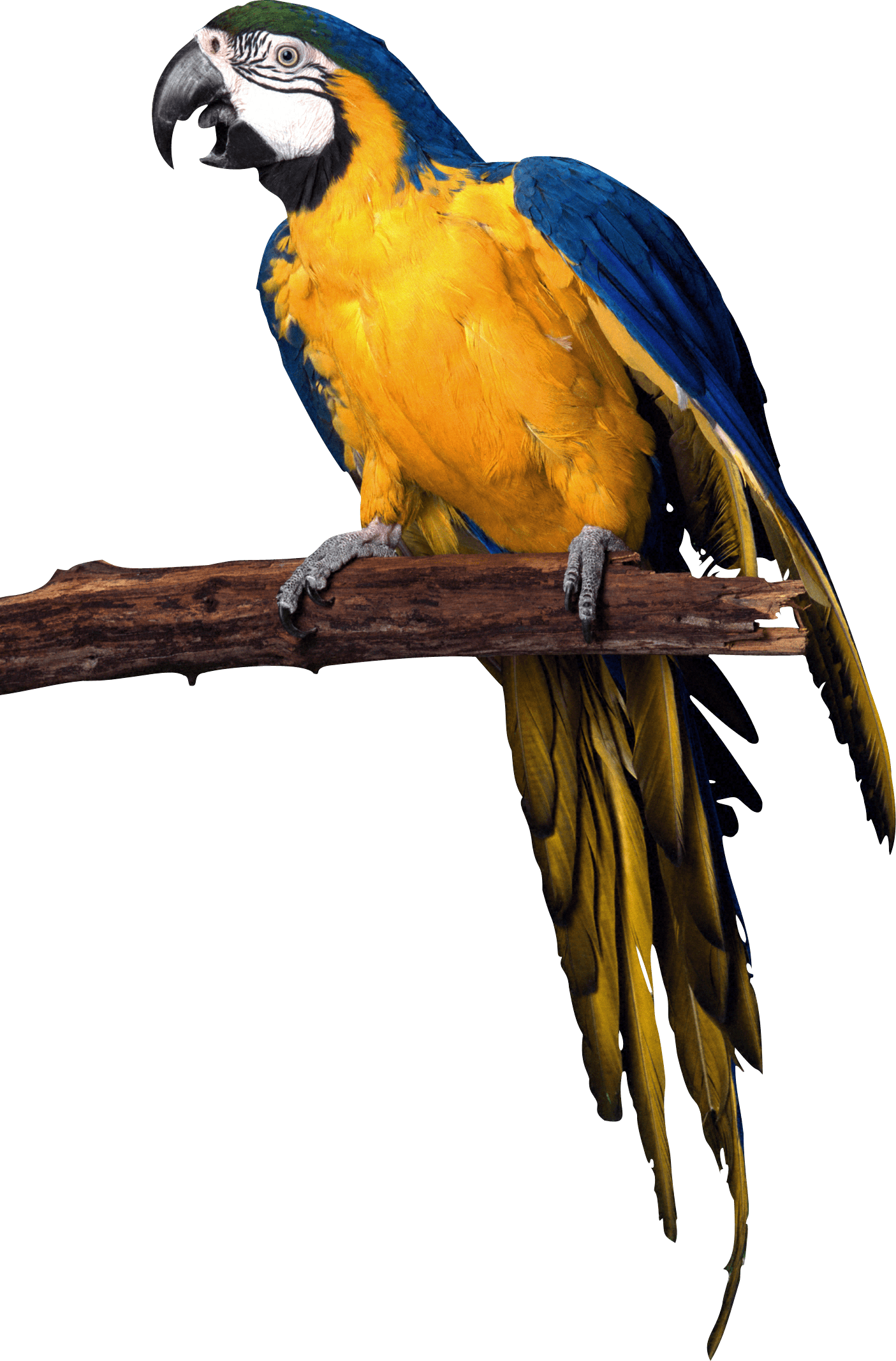 Parrot Transparent PNG Image