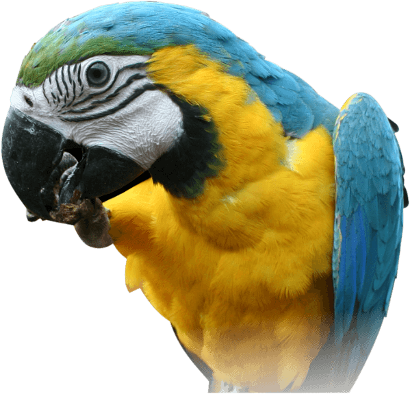Parrot Transparent PNG Image