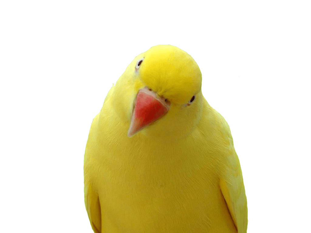 Yellow Parrot Transparent PNG Image