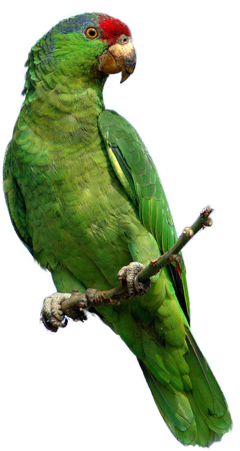 Parrot File Transparent PNG Image