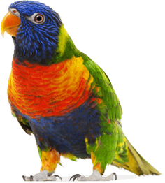 Colorful Parrot Transparent PNG Image