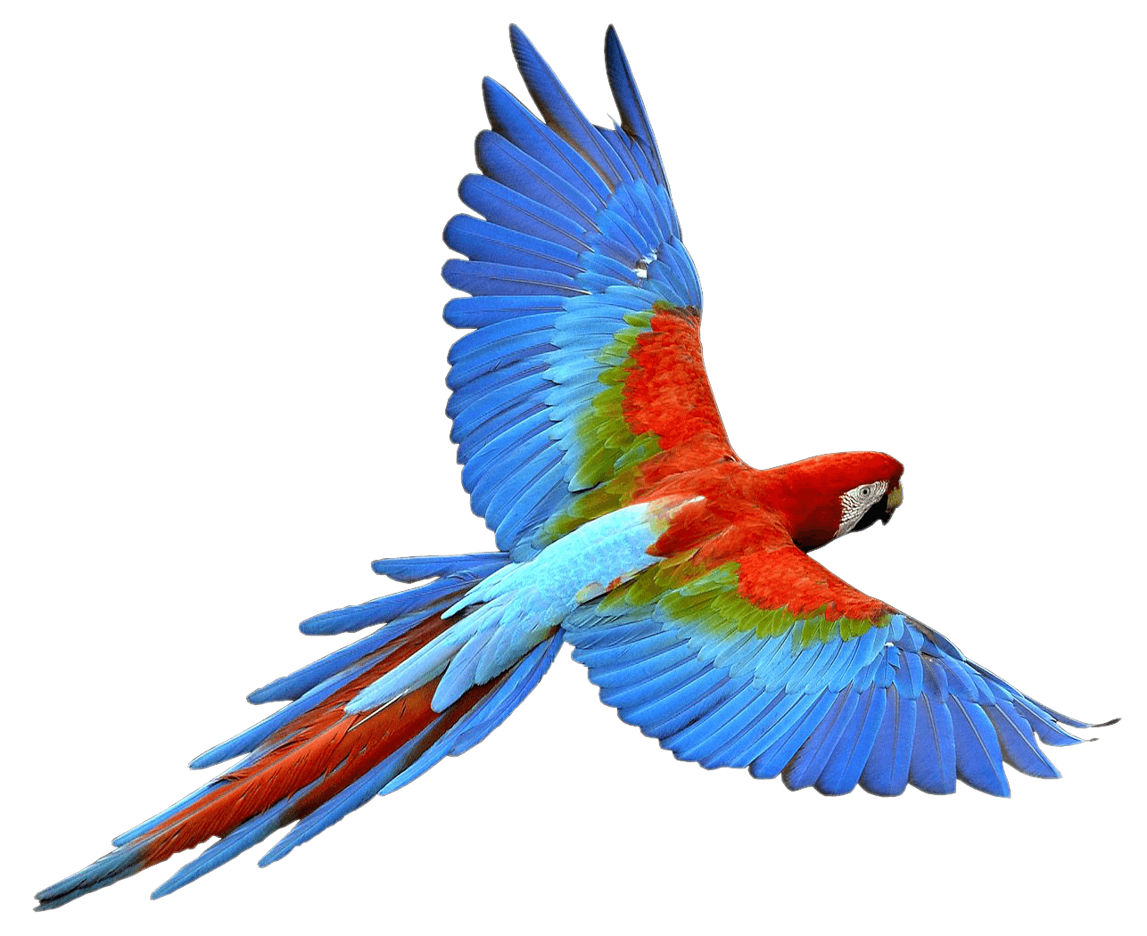 Flying Parrot Transparent PNG Image