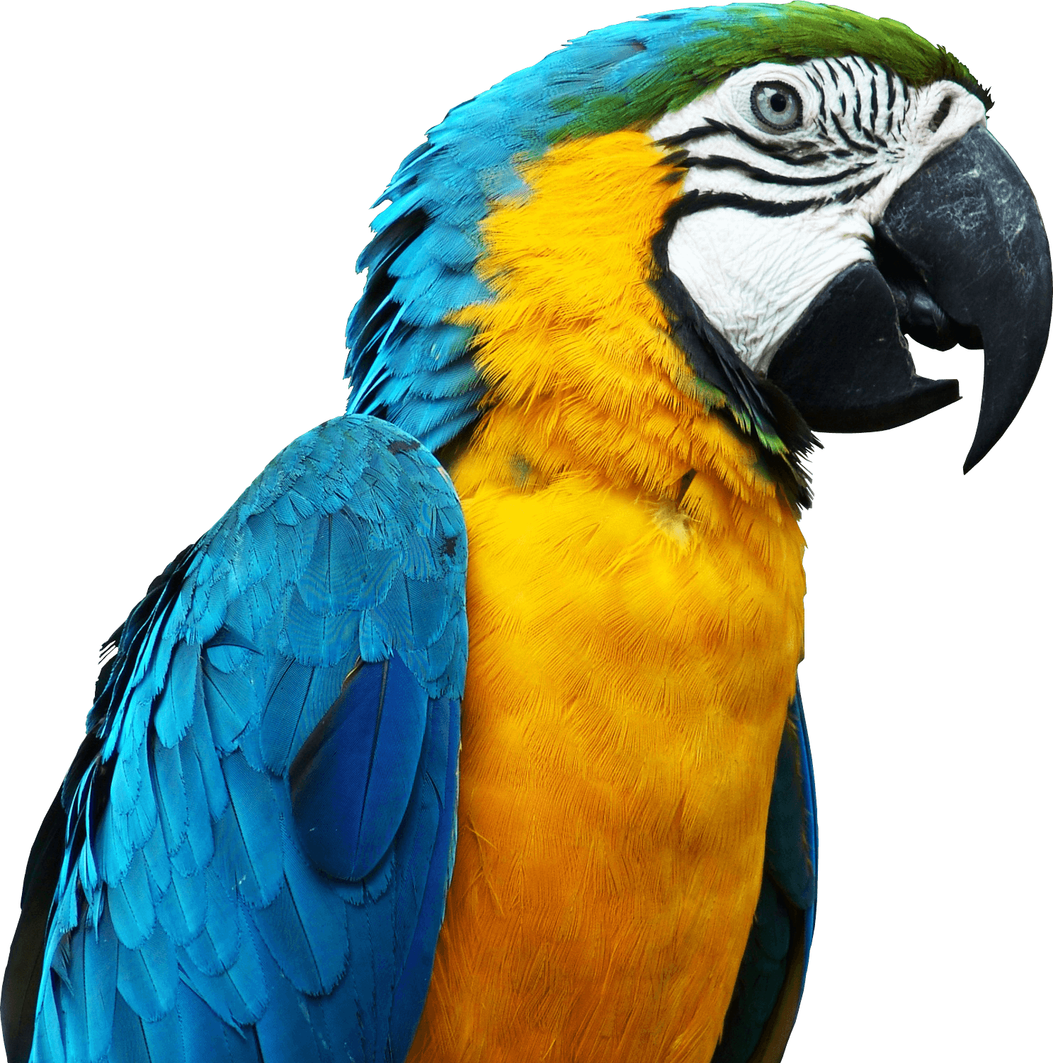Blue Parrot Transparent PNG Image