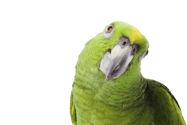 Green Parrot Transparent PNG Image