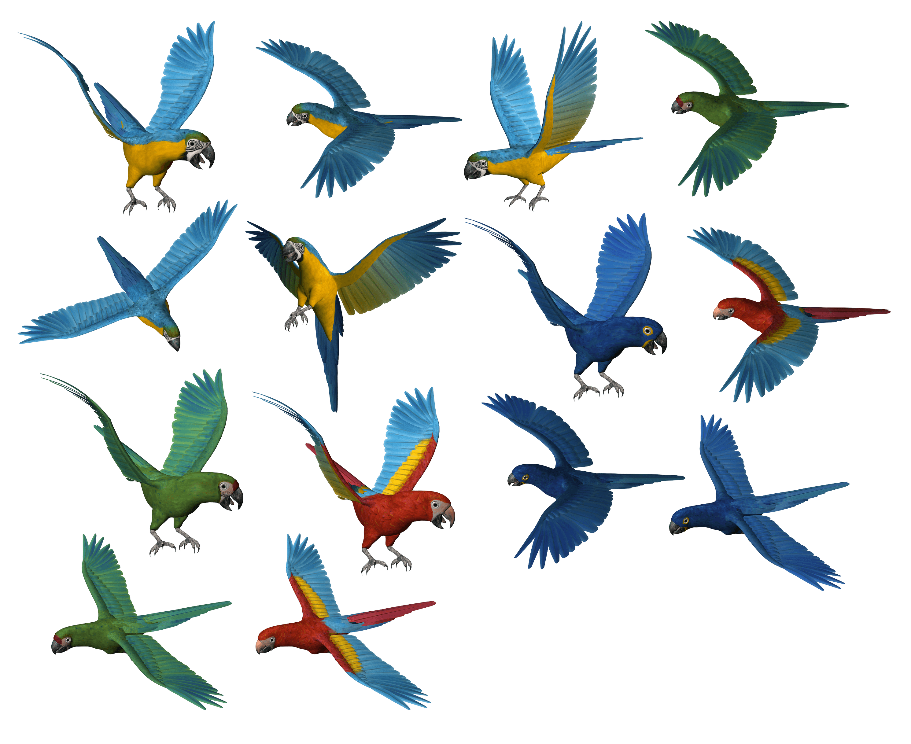 Parrot Transparent PNG Image