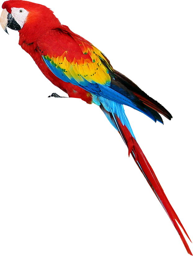 Parrot Transparent PNG Image