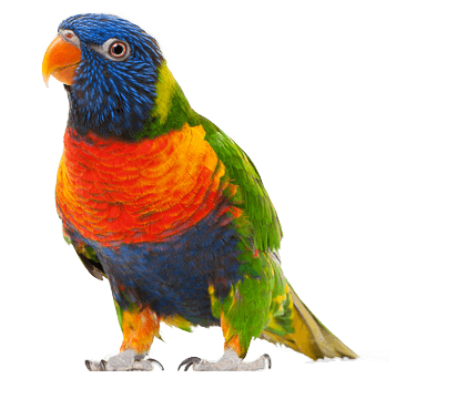 Parrot Transparent PNG Image