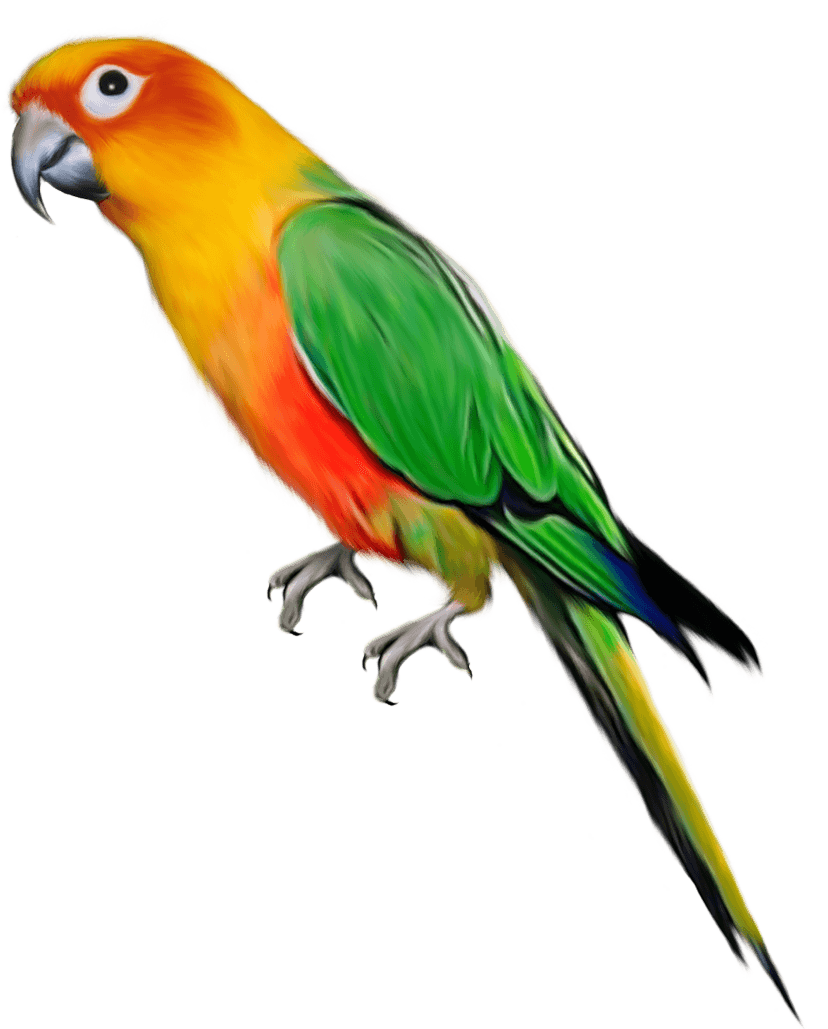 Parrot Transparent PNG Image
