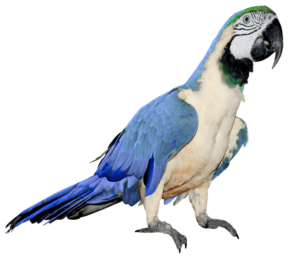 Parrot Transparent PNG Image
