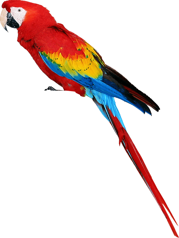 Colorful Parrot Transparent PNG Image