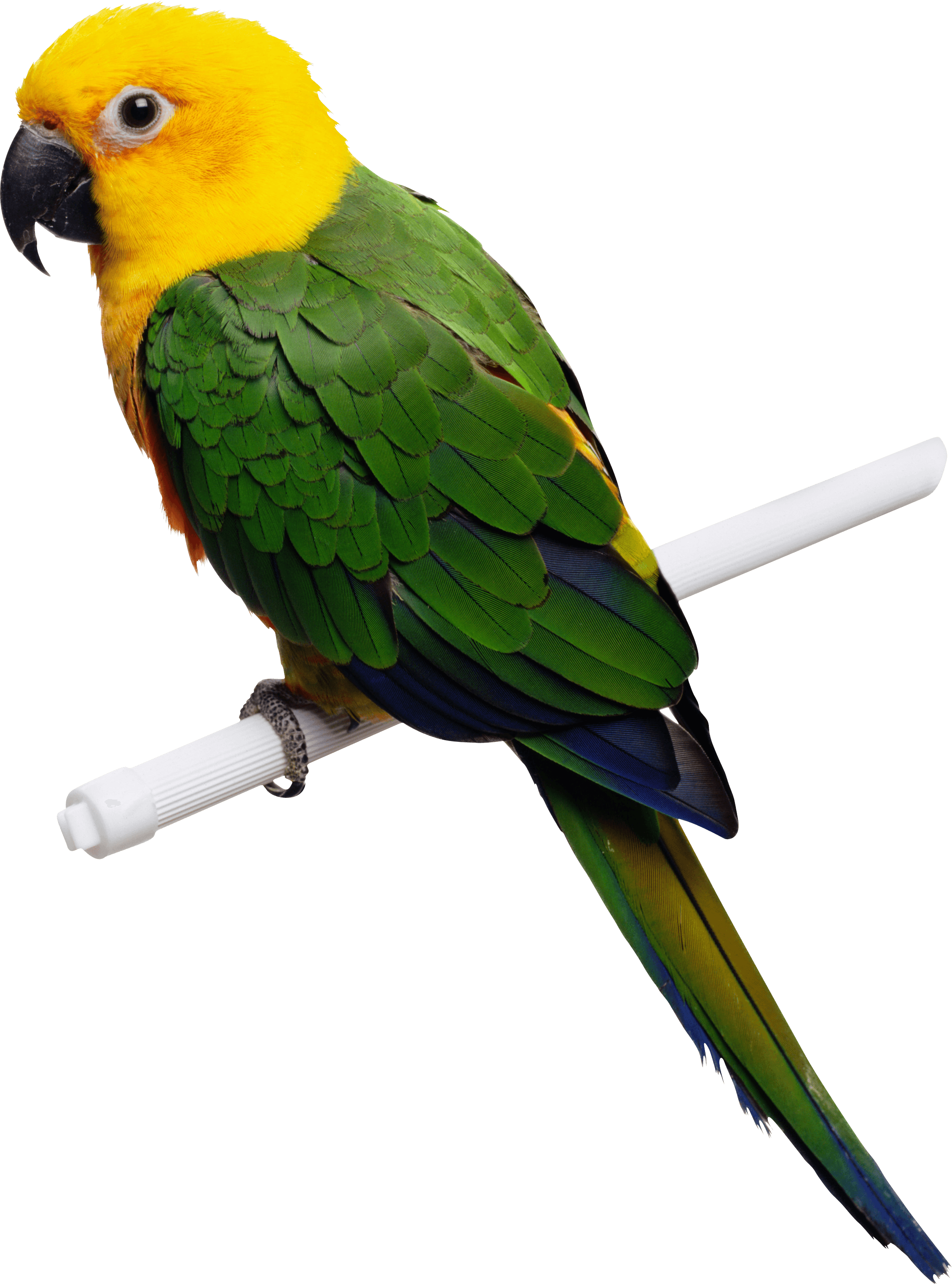 Green-Yellow Parrot Transparent PNG Image