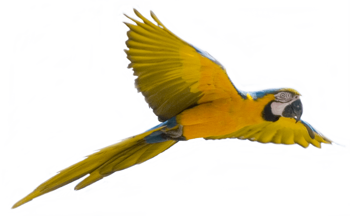 Yellow Flying Parrot Transparent PNG Image