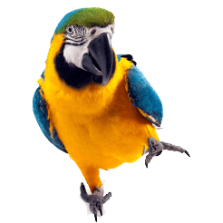 Parrot Transparent PNG Image