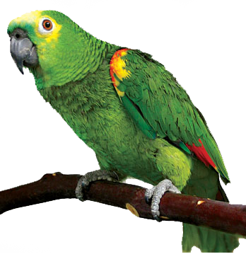 Parrot Transparent PNG Image