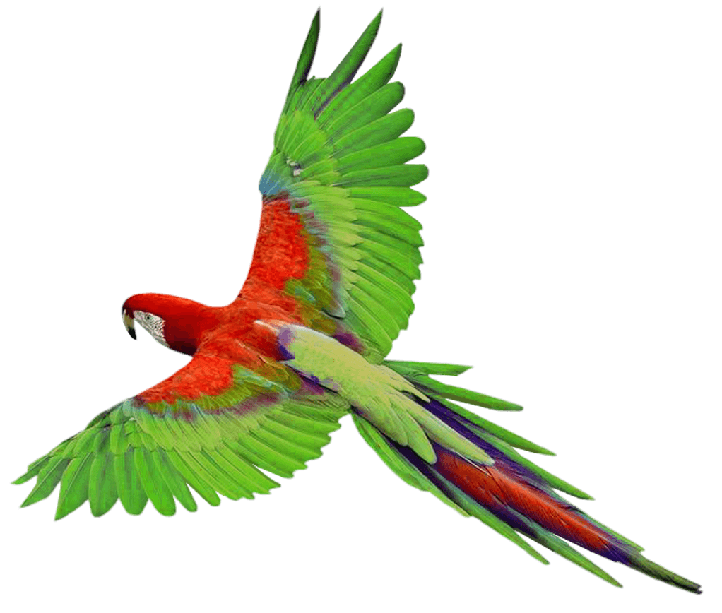 Flying Green Parrot Transparent PNG Image