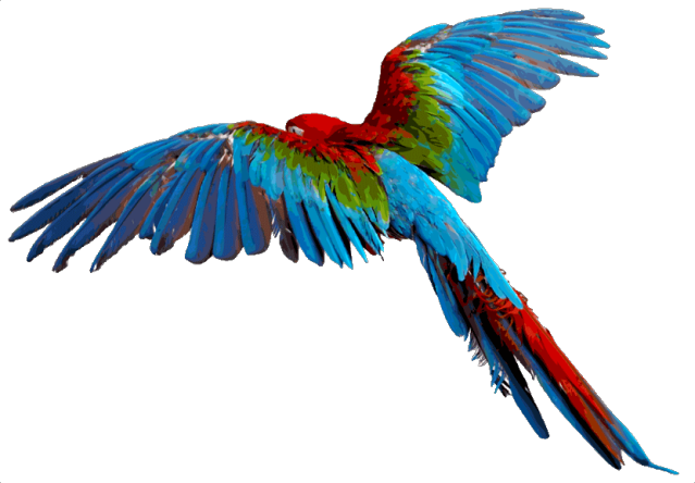 Flying Parrot Background Transparent PNG Image