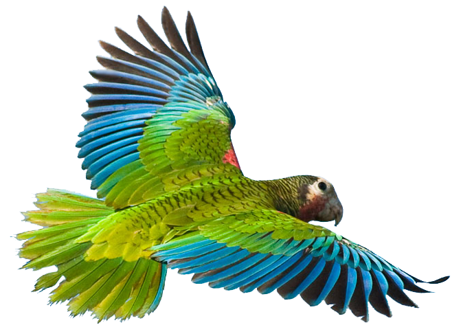 Flying Parrot Transparent PNG Image