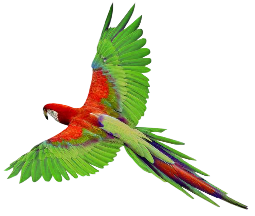 Flying Parrot Transparent PNG Image