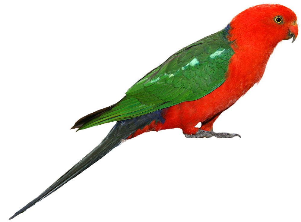 Parrot Transparent PNG Image