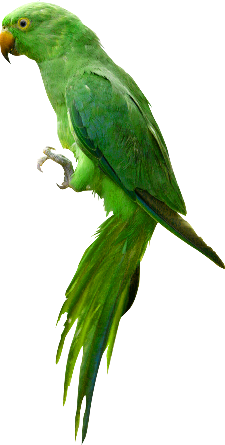 Indian Parrot Transparent PNG Image