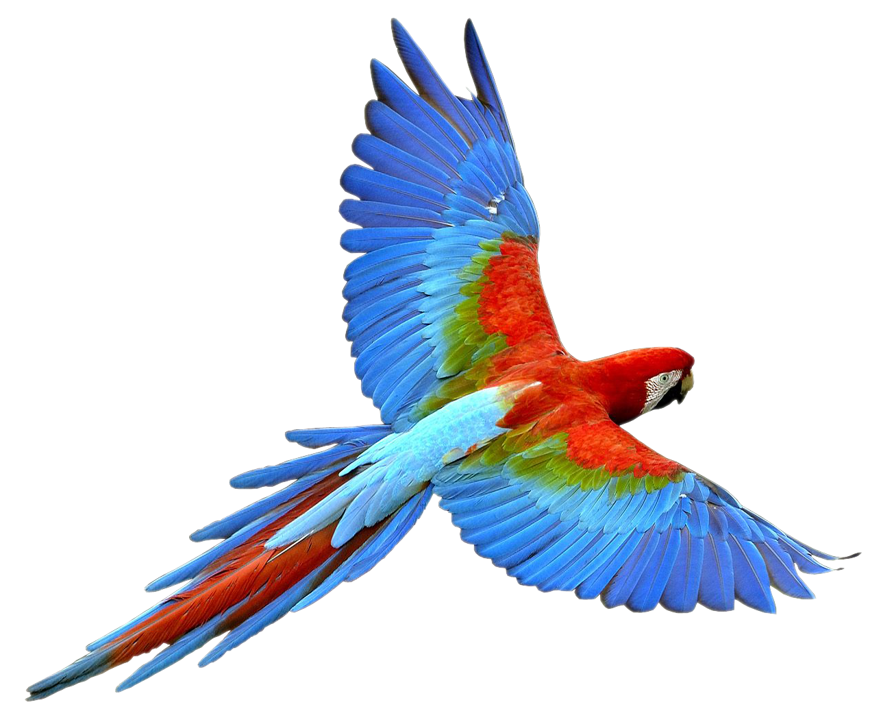 Flying Parrot Transparent PNG Image