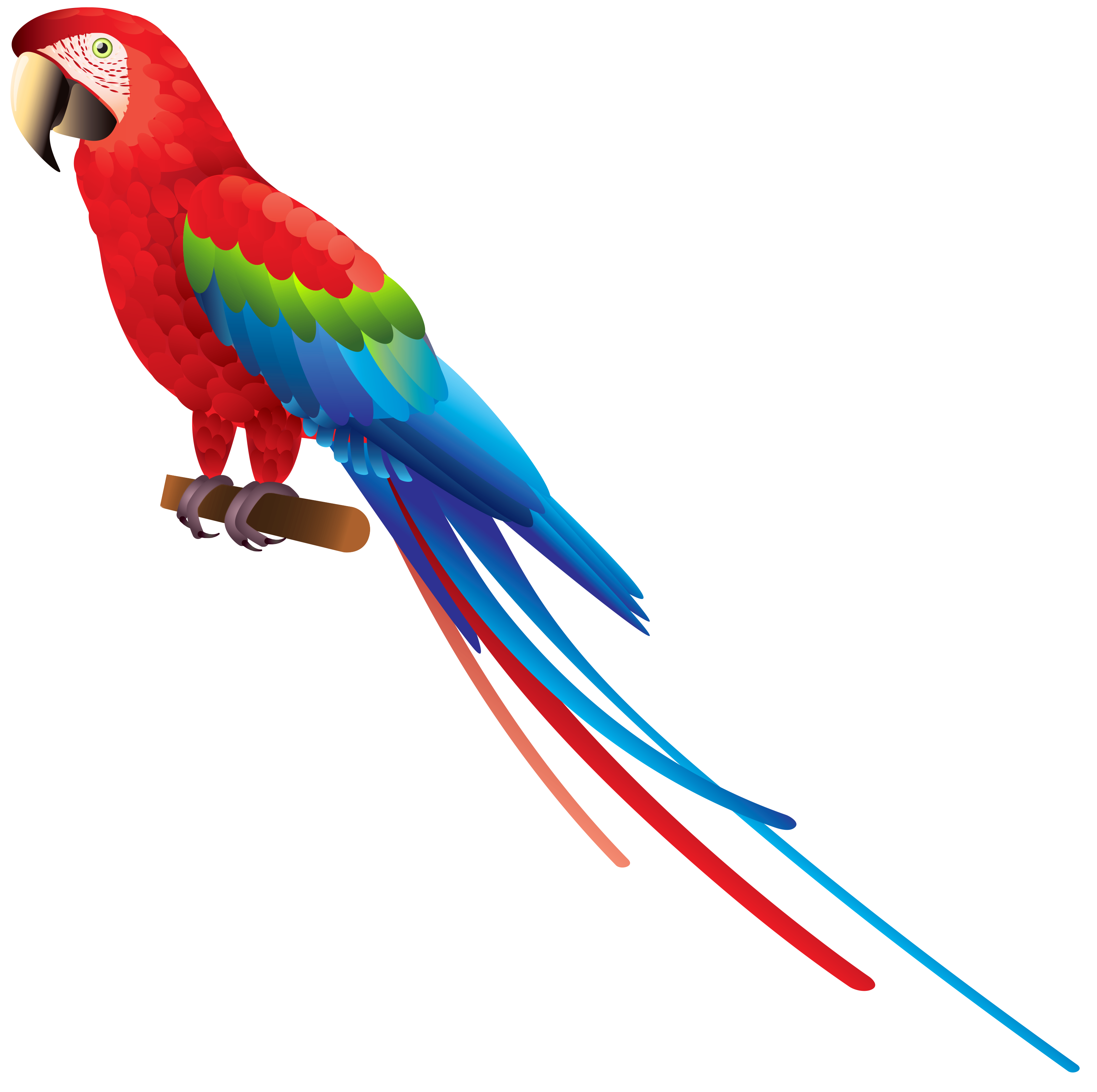 Parrot Transparent PNG Image
